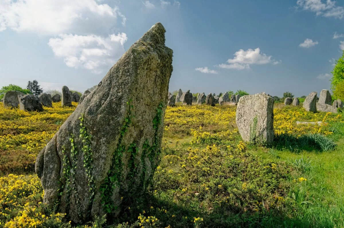 Un espace vert composé de fleurs jaunes, d'un ciel bleu et de menhirs à Carnac.