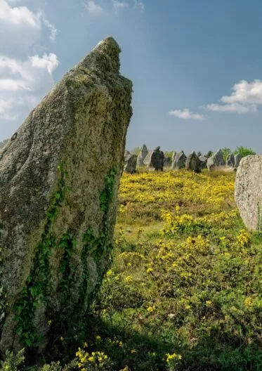 Un espace vert composé de fleurs jaunes, d'un ciel bleu et de menhirs à Carnac.
