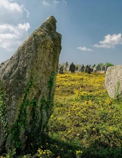 Un espace vert composé de fleurs jaunes, d'un ciel bleu et de menhirs à Carnac.