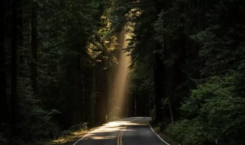 Route entourée de forêt avec un faisceau lumineuxà travers certains arbres.